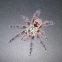 Avicularia versicolor