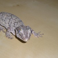 More of my new Gargoyle Gecko