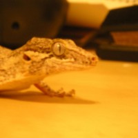 More of my new Gargoyle Gecko