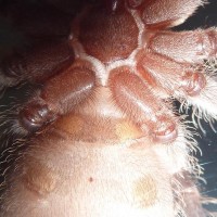 Lasiodora parahybana (Salmon pink Birdeater)