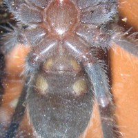 B. Smithi 2"