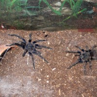 Homoeomma sp. blue  male and female