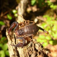 Northern Scorpion? (Paruroctonus boreus)