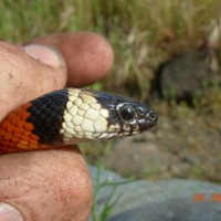 California Mountain Kingsnake (Lampropeltis zonata)