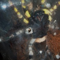 P. regalis... M or F help?