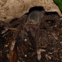 Theraphosa sp. (burgundy)