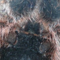 Grammostola Aureostriata