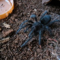 Grammostola pulchra L5