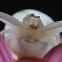 Misumena vatia