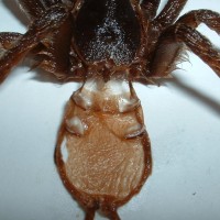 A. seemanni male/female?