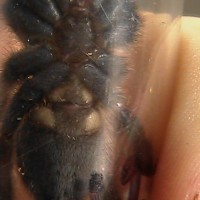 Poecilotheria metallica