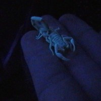My Scorpions of 06