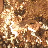 Scorpion Pix