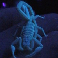 Scorpion Pix