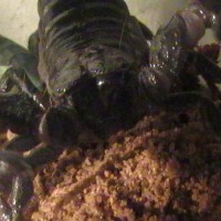 Scorpion Pix