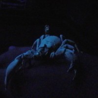 Scorpion Pix