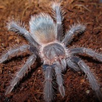 Lasiodora Parahybana 2.75" Juvenile