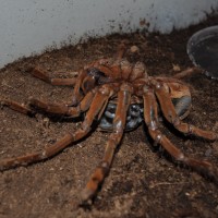 T. Blondi Shedding