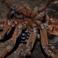 T. Blondi Shedding