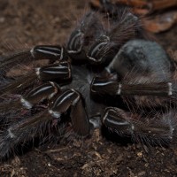 T. Blondi Shedding