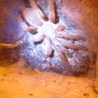 Chilobrachys