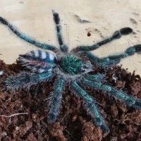 Avicularia Diversipes Sling