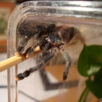 Avicularia Avicularia