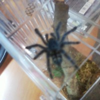 Skeeter (~2" Avic Versi - Sexed Female)