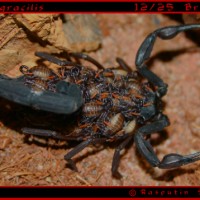 C. Gracilis 12/25 Brood