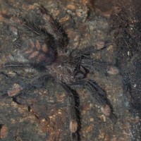 Psalmopoeus Irminia