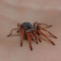 Brachypelma Boehmi