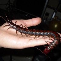 Scolopendra Subspinipes Subspinipes