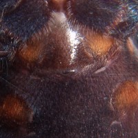 Chromatopelma Cyaneopubescens Female?