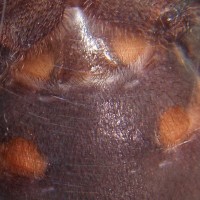 Chromatopelma Cyaneopubescens Male?