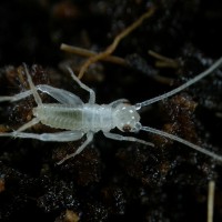 Freshly hatched Gryllodes sigillatus