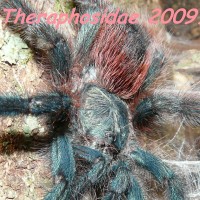 Avicularia Braunshauseni