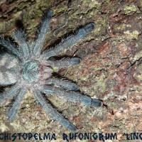 Pachistopelma Rufonigrum