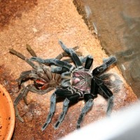 Female Immanis Molting