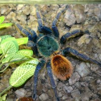 Fresh Molt Female