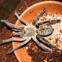 Haplopelma Sp Kambotchka