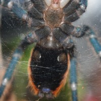 My Gbb Female?