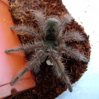 Theraphosa Blondi