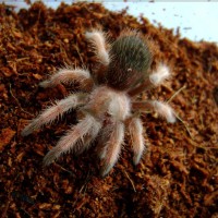 Brachypelma Emilia