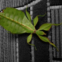 Phyllium Sp. Philippines