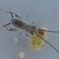 Gryllodes sigillatus