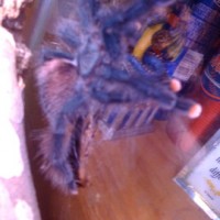 My 1st Tarantula