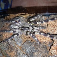 Poecilotheria striata