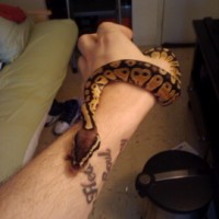 Female Pastel Ball Python