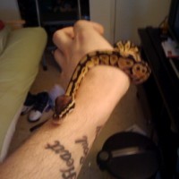 Female Pastel Ball Python