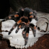 Brachypelma Smithi